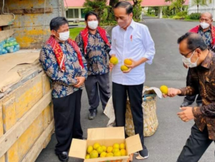 Bawa Buah Jeruk Tiga Ton, Enam Warga Perwakilan Liang Melas Datas Kabupaten Karo, Bertemu Presiden Jokowi