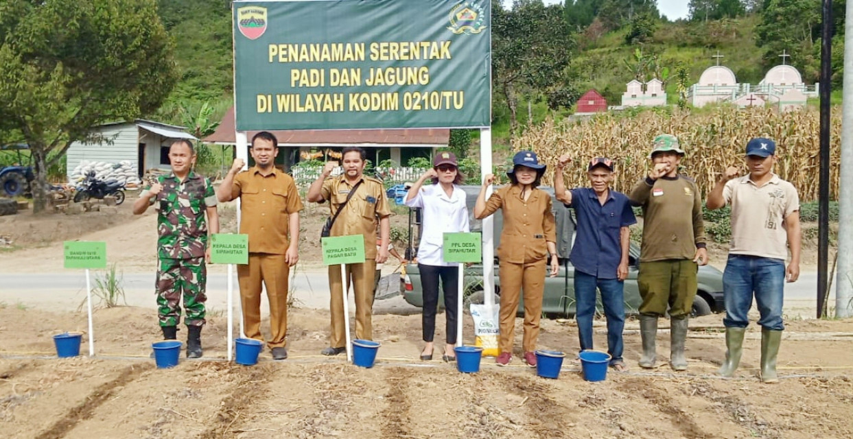 Kodim 0210/TU Lakukan Penanaman Padi Dan Jagung Serentak di Taput