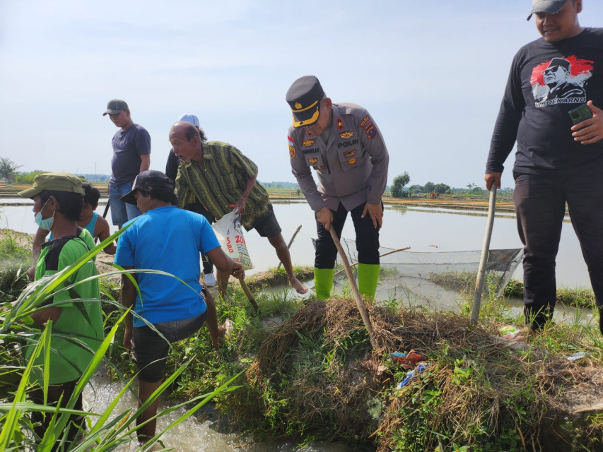 Kapolsekta Tanah Jawa Bersama Warga Berburu Tikus Sawah