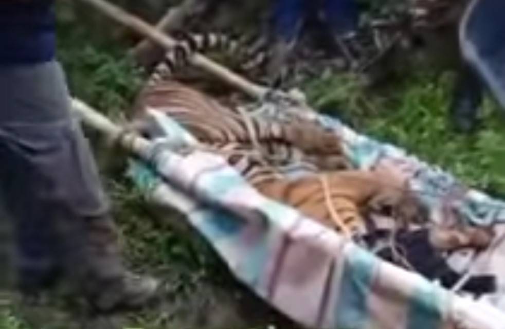 Niat Menjerat Babi Hutan Malah Harimau Sumatera Terjerat