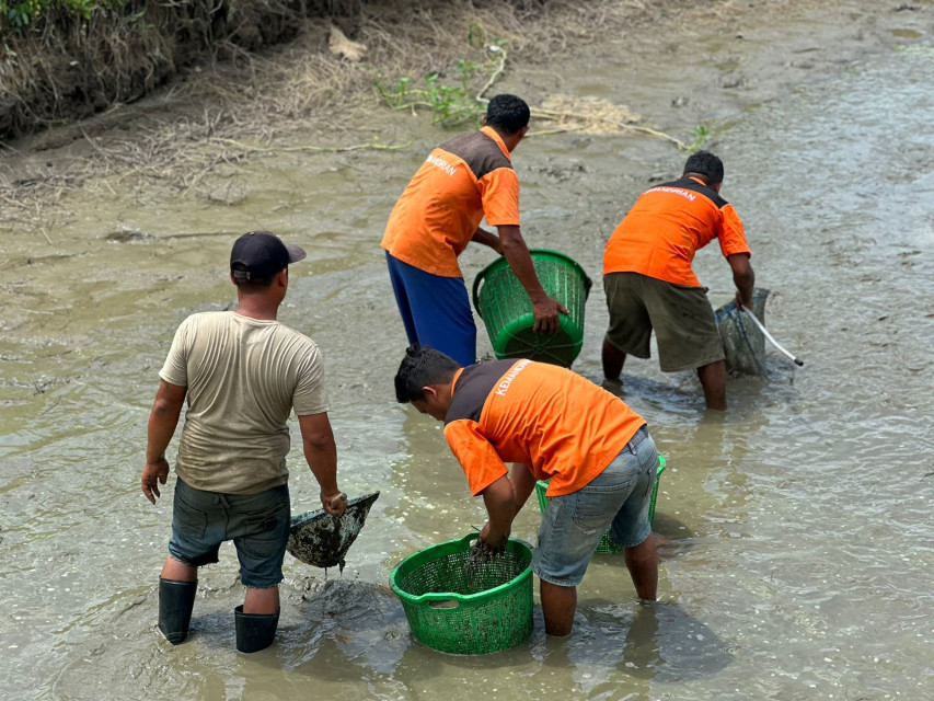 Lapas Kelas IIA Pematangsiantar Panen 300 KG Ikan Lele Budi Daya Warga Binaan