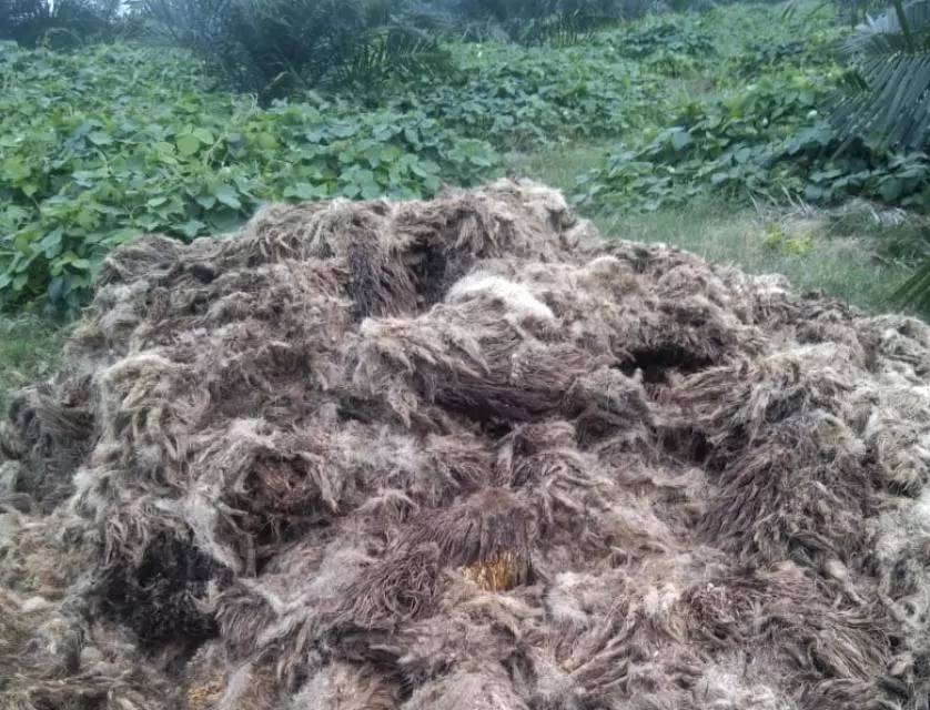 Soal Tangkos Diserakkan di Areal Kebun Sawit Plat Merah, Abdul Rozak Bungkam